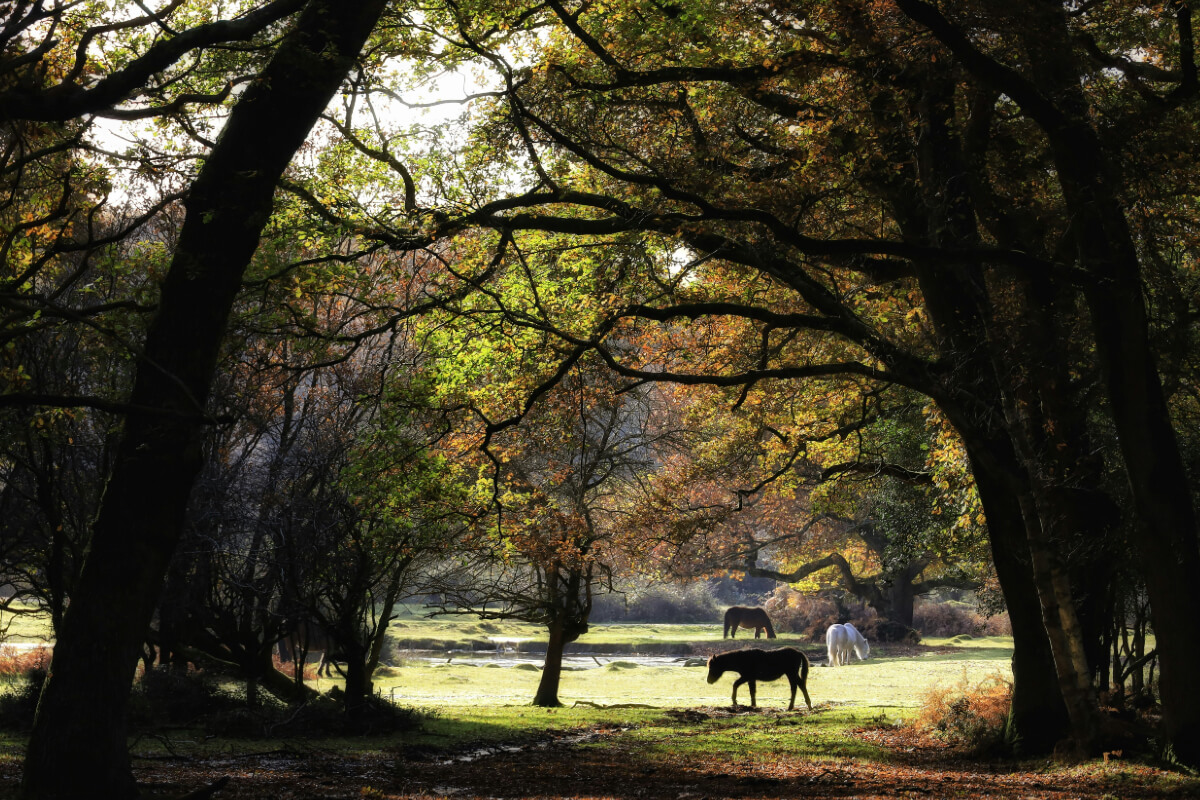 LEGO sets and bricks ready to be collected locally in the New Forest